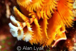Christmas tree worm - one of many colours ... by Alan Lyall 